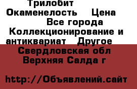 Трилобит Asaphus. Окаменелость. › Цена ­ 300 - Все города Коллекционирование и антиквариат » Другое   . Свердловская обл.,Верхняя Салда г.